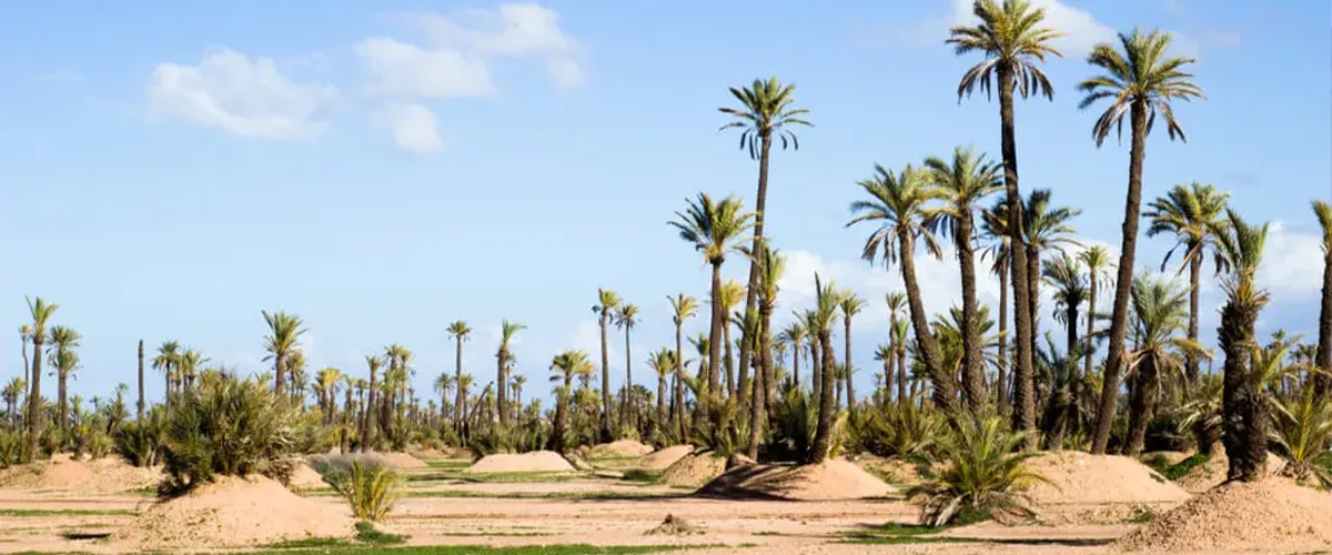 Camel Ride Palmeraie