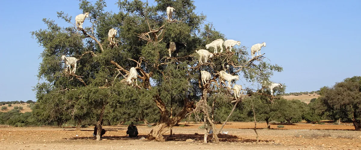 Argan Oil Cooperative